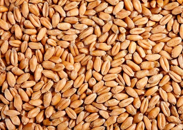 Canadian Western Red Spring Wheat